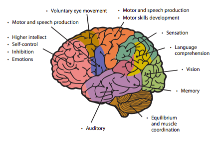 Brain's functional areas