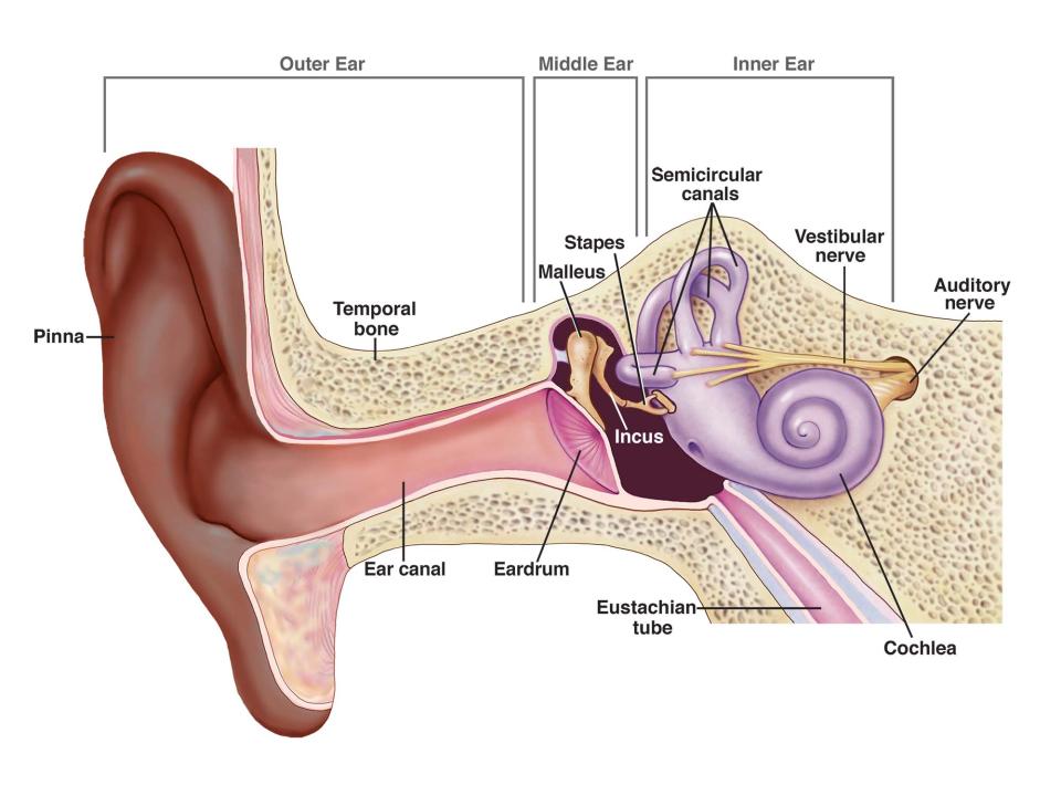 Anatomy of the ears