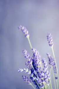 Aromatherapy with lavender