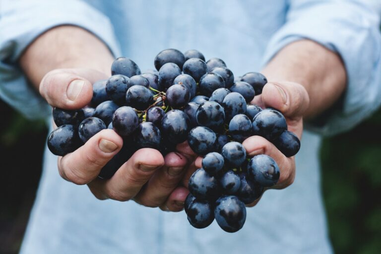 Grapes with resveratrol